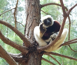 Drzewie, Na, Lemur, Sifaka