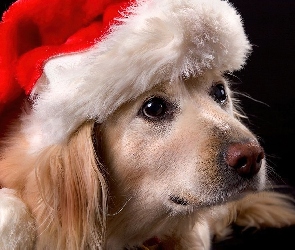 Mikołaja
, Czapka, Pies, Golden retriever