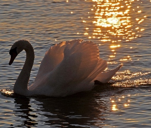 Łabędź, Jezioro