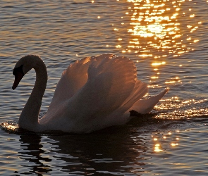 Jezioro, Łabędź