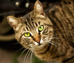 Kot, Oczy, Zielone