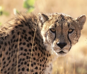 Gepard, Uszy