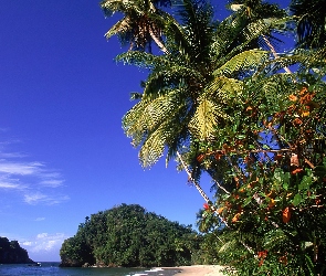 Plaża, Palmy, Tropiki