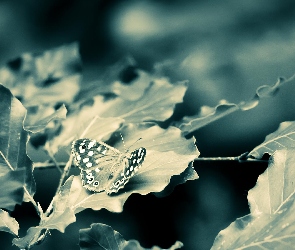 Tło, Szare, Motyl, Liście