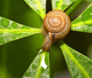 Zielony, Ślimaczek, Liść