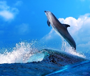 Morze, Delfinek