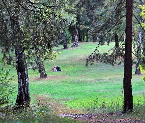 Las, Drzewa, Polana