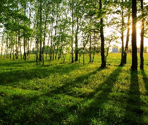 Drzewa, Przebijające Światło, Łąka