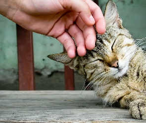Dłoń, Pieszczoty, Kot
