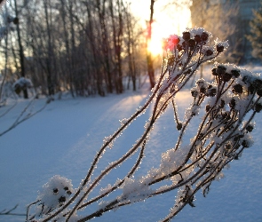 Śnieg, Las, Roślina, Zamrożona, Łodyżki, Owoce