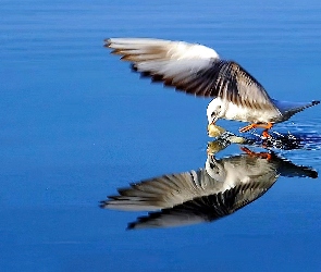 Mewa, Morze, Ptaki