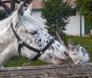 Kotek, Płot, Koń, Zagroda