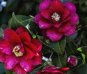 Bordowa, Kamelia, Kwiaty