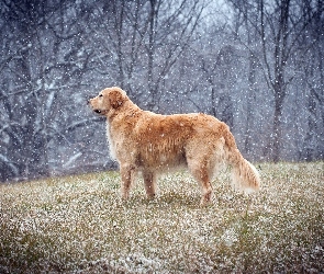 Zimy, Golden retriever, Początek