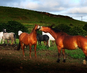 Krzewy, Wzgórze, Konie, Zielone