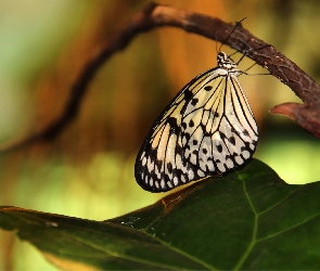 Czarny, Motyl, Biało