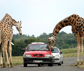 Samochody, Safari, Żyrafy