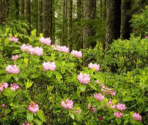 Las, Rododendron