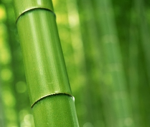 Łodyga, Bambus