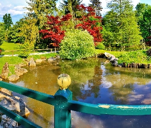 Drzewa, Staw, Park, Latem