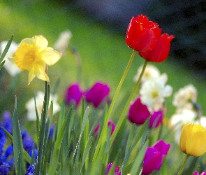 Narcyze, Trawa, Tulipany