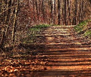 Las, Drzewa, Ścieżka