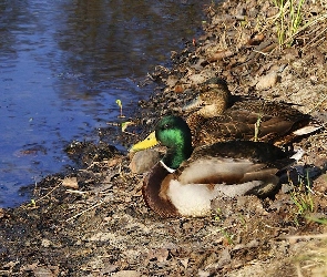 Kaczki, Stawem, Nad