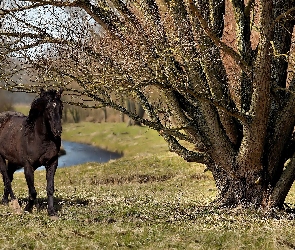 Czarny, Drzewa, Koń