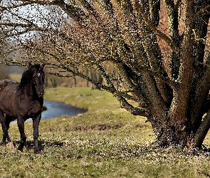 Koń, Drzewa, Czarny