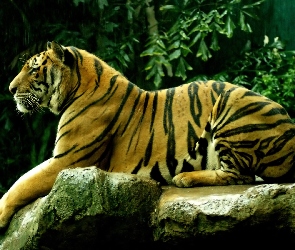 Odpoczywajacy, Skała, Tygrys