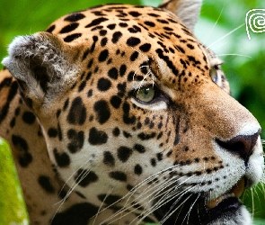 Jaguar, Zieleń, Kot, Dziki