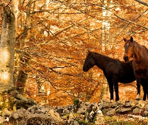 Las, Konie, Jesień