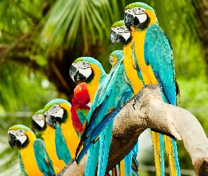 Papugi, Ary, Kolorowe