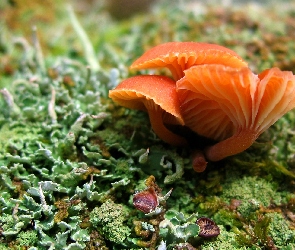 Pomarańczowe, Grzybki