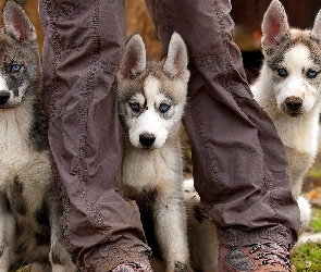 Szczeniaki, Nogi, Husky, Trzy