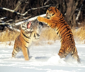 Tygrysy, Śnieg, Walczące