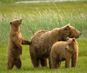 Niedźwiedzie, Rodzinka, Grizzly
