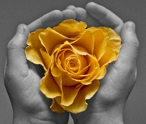 Róża, Dłonie, Żółta