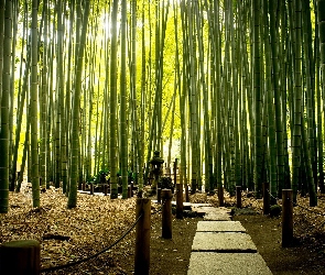 Egzotyczny, Park, Bambusowy