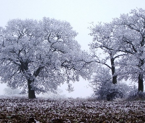 Drzewa, Zima, Pola