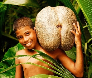 Chłopiec, Srilanka, Kokosowy, Orzech