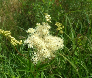 Owady, Kwiat, Łąka, Pachnący