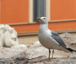 Budynek, Pomarańczowy, Ptak, Mewa