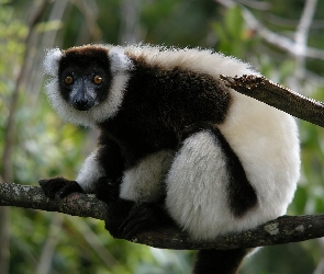 Lemur, Gałąz
