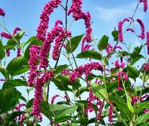 Kwiatki, Niebo, Fioletowe