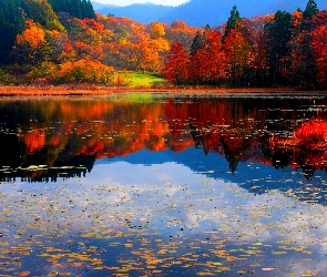 Kolorowe, Jezioro, Drzewa