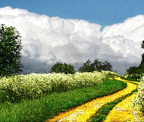 Droga, Chmury, Drzewa, Kwiaty