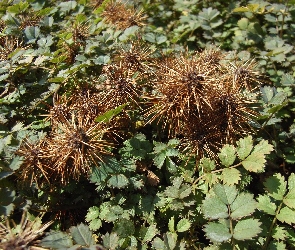 Acena Buchanana