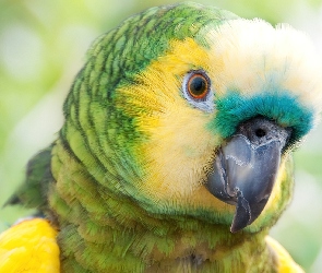 Kolorowa, Papuga