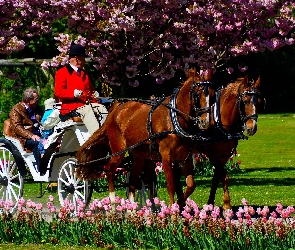 Park, Tulipany, Bryczka, Konie